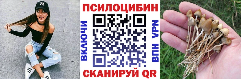 Купить закладки  Никольск  Псилоцибиновые грибы Psilocybine cubensis 